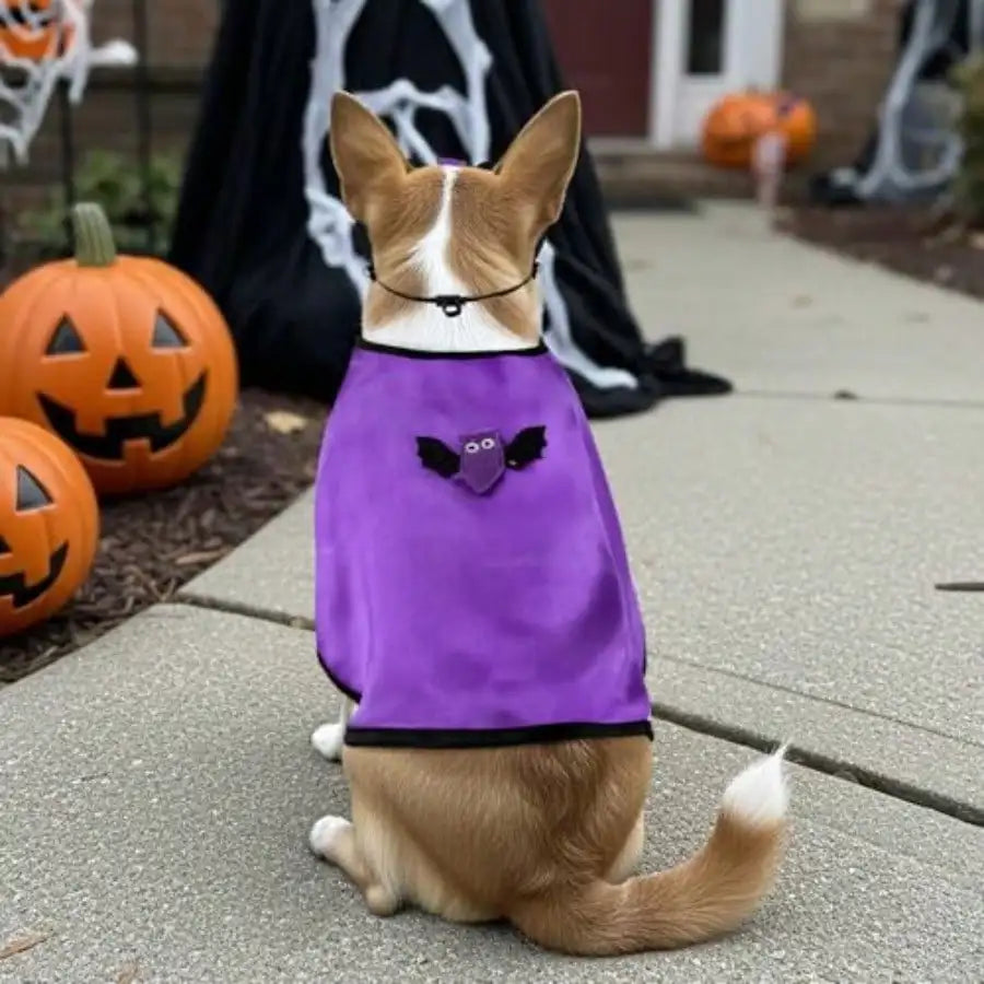 Halloween Vampire Cape Costume With Bat Mask For Pets
